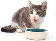 Katze