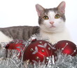 Katze
