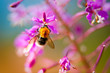 A bumble bee on a fireweed against a colorful background