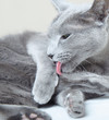 Photo: Russian blue cat Russian blue cat
