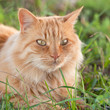 Chat roux tigré (femelle)