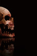 Scary Skull