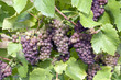 Photo: Grauer Burgunder, Burgunder sivi, Rulaender Grauer Burgunder, Burgunder sivi, Rulaender