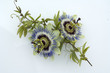 Passionsblume, Passiflora caerulea