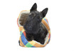 jeune scottish terrier espiègle dans son panier jeune scottish terrier espiègle dans son panier