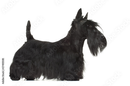 Photo: joli profil de la silhouette du scottish terrier joli profil de la silhouette du scottish terrier