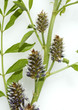 Suessholz, Glycyrrhiza glabra Suessholz, Glycyrrhiza glabra
