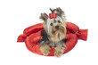 yorkshire terrier vif et éceillé sur son lit rouge yorkshire terrier vif et éceillé sur son lit rouge