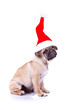 pug puppy wearing a santa hat pug puppy wearing a santa hat