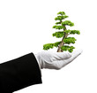tree in hand