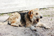 homeless dog homeless dog