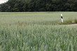 Landstrasse zwischen Getreidefelder