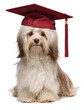 Photo en ligne au meilleur prix Graduation havanese dog wit red cap