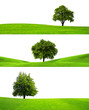 Three trees Three trees