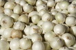 Glossy bulbs of white onion Glossy bulbs of white onion