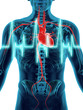 Illustration: Human Heartbeat Human Heartbeat