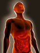 Digestive System
