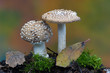 Amanita  pantherina