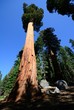 Photo: big tree seqoia national park big tree seqoia national park