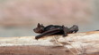 Video: Wet Fruit Bat Crawls along log Wet Fruit Bat Crawls along log