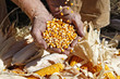 Photo: Farmer's Hands Catching and Holding Corn Farmer's Hands Catching and Holding Corn
