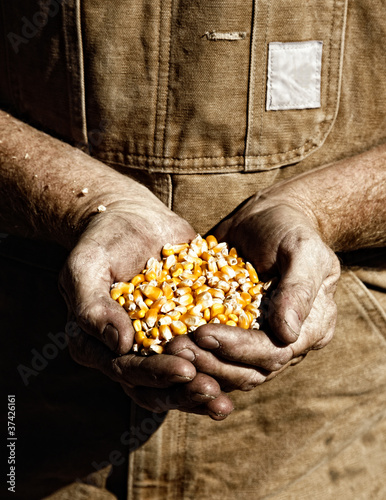 Photo: Corn and Farmer's Hands Corn and Farmer's Hands