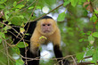 White faced Capuchin