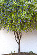 blühender Baum