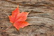 wood grain curves around maple leaf