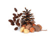Alder, pine cone and nuts