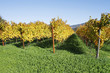 Vineyard in Napa Valley