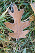 Frosty fallen leaf Frosty fallen leaf