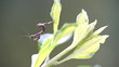 Cute Baby Praying Mantis