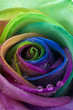 Rose rainbow