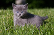 gray kitten in the grass