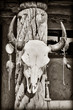 Cow skull Cow skull