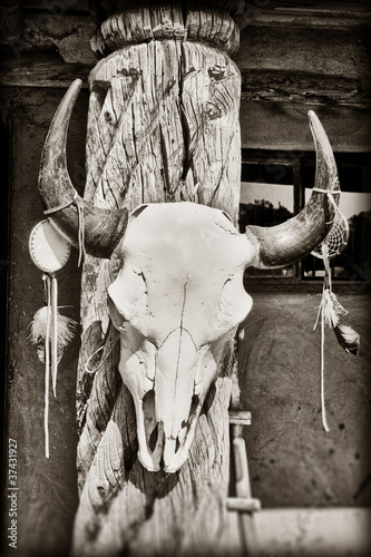 Photo: Cow skull Cow skull