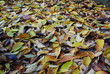 Autumn Autumn