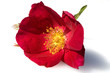 Essigrose, Rosa gallica