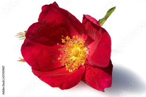 Photo: Essigrose, Rosa gallica Essigrose, Rosa gallica