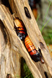 madagascar hissing cockroach
