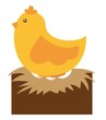 chicken