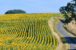 Aerial view of sunflower (Helianthus annuus) Aerial view of sunflower (Helianthus annuus)