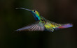 Black-throated Mango hummingbird, Anthracothorax nigricollis.