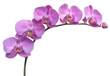 Flower Orchid frame background