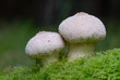 Two Common Puffballs in macro