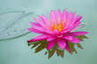 Closeup of Pink Lotus Closeup of Pink Lotus