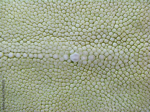 Photo: light-green stingray skin texture light-green stingray skin texture