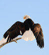 Photo en ligne au meilleur prix Landing of an eagle.