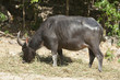 Thai buffalo